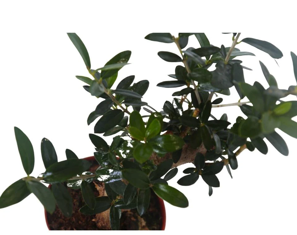 תמונת מוצר 4