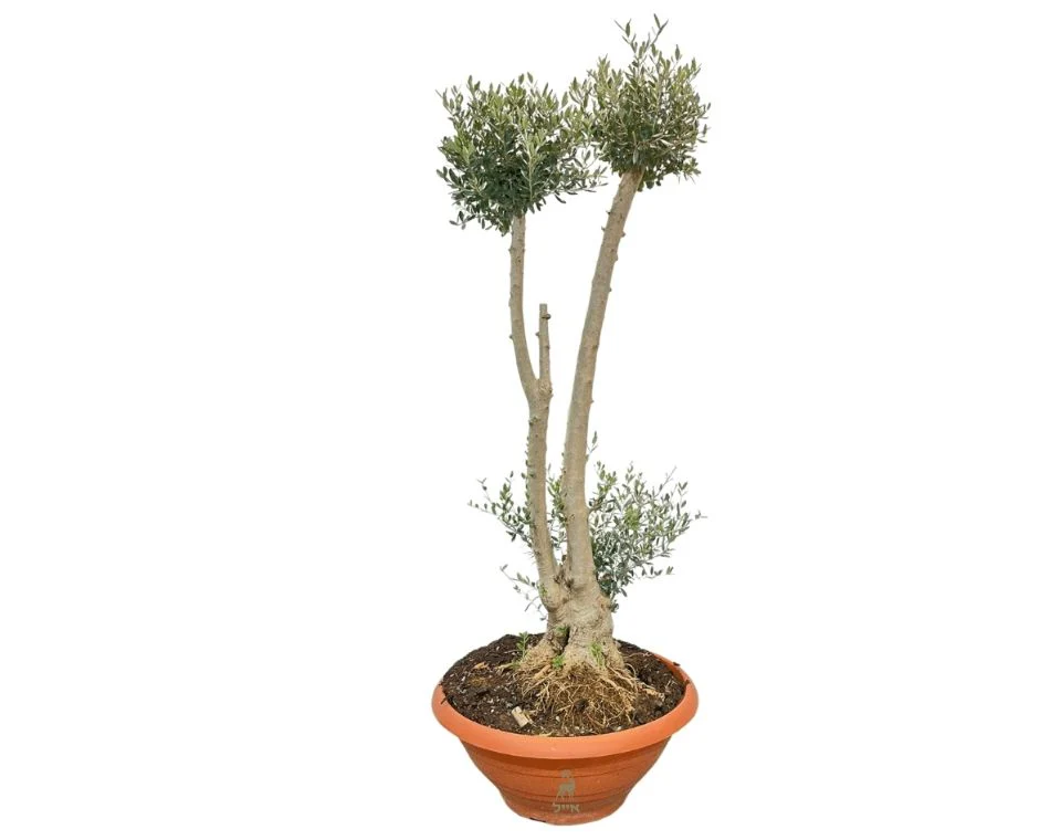 תמונת מוצר 5