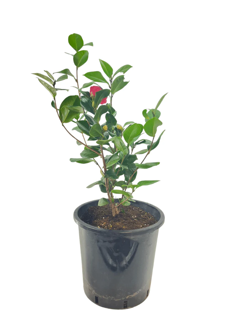 תמונת מוצר 4