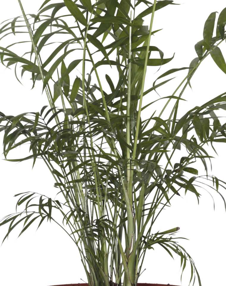 תמונה ממוזערת 2