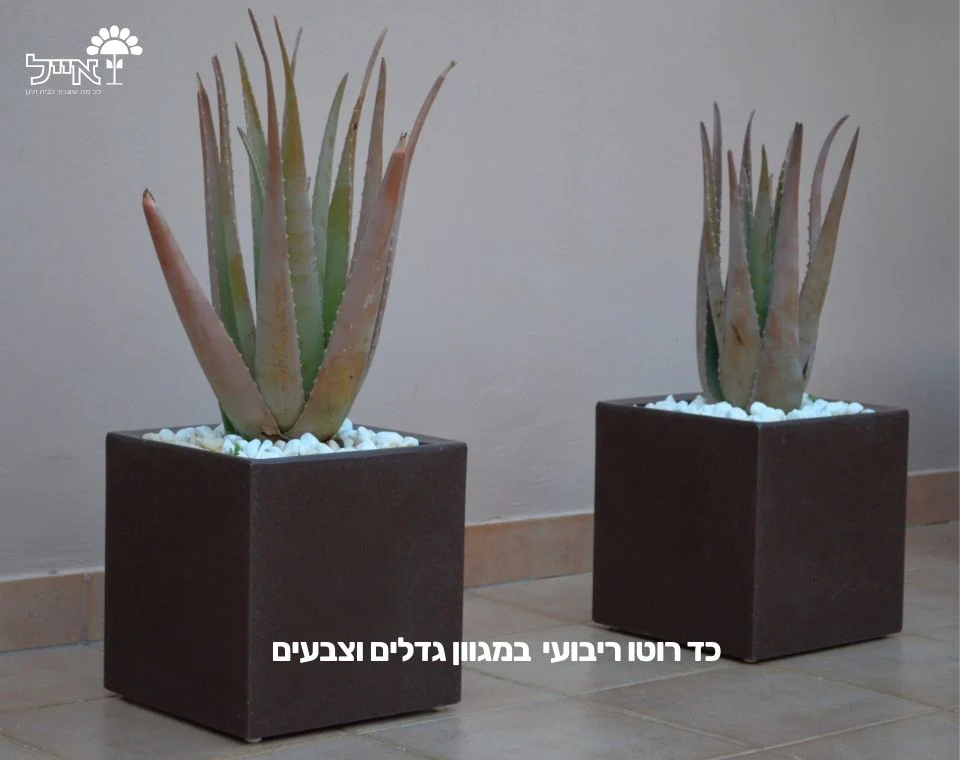 תמונת מוצר 4