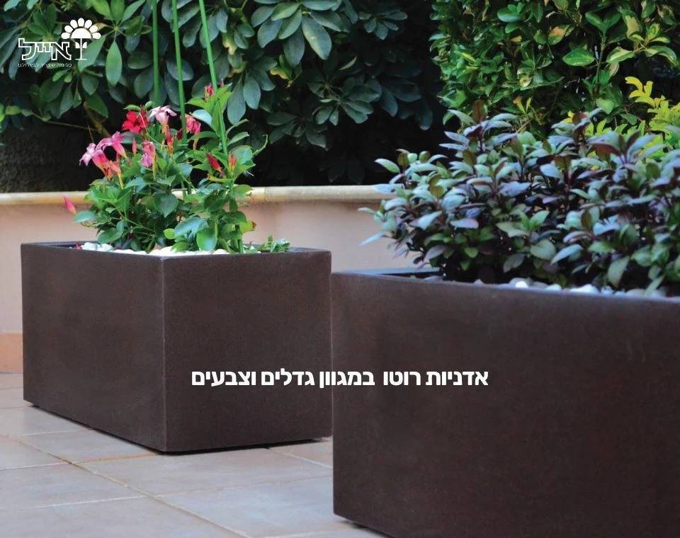 תמונת מוצר 4