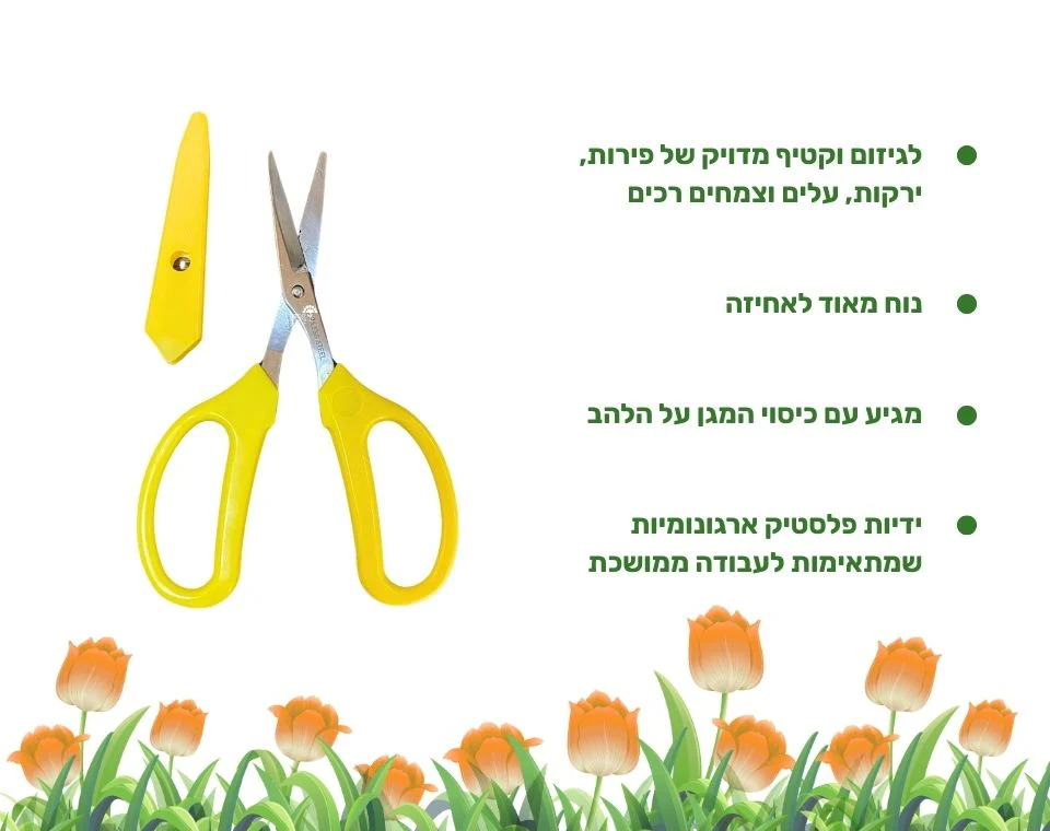 תמונה ממוזערת 2