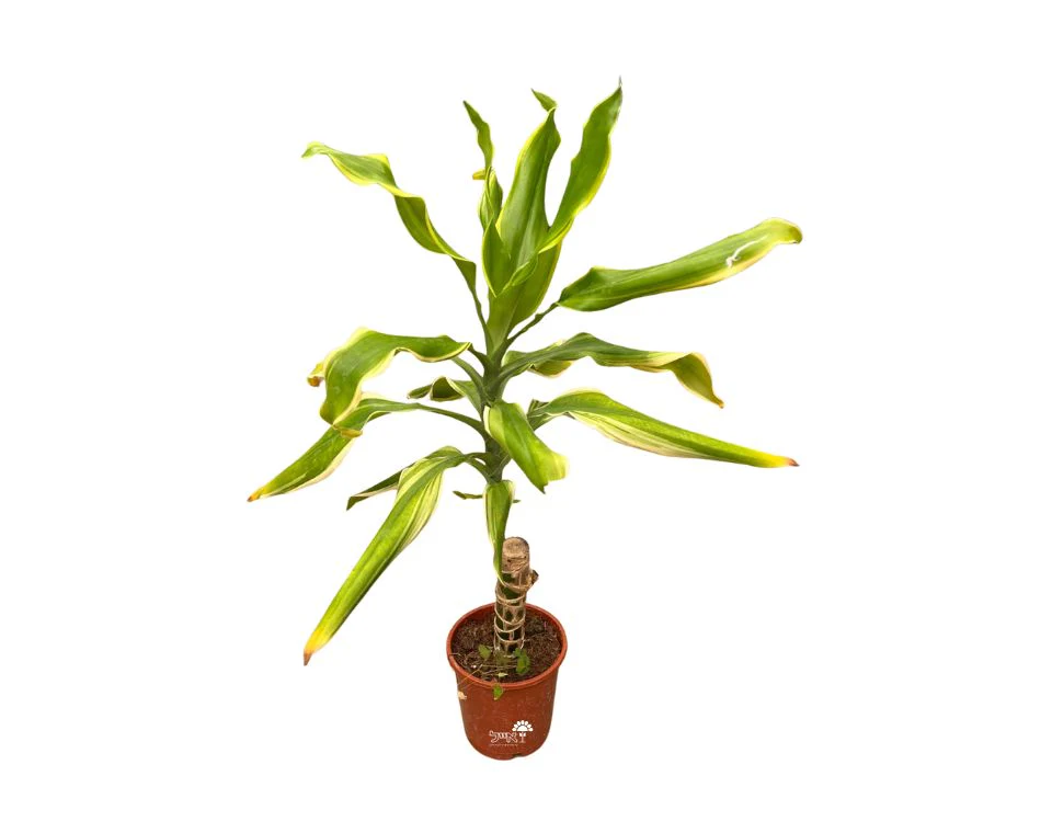 תמונה ממוזערת 1